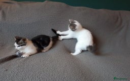 Mixed Breed cats for sale: Gorgeous Ragdoll/Chinchilla Persian kittens  - Image 9