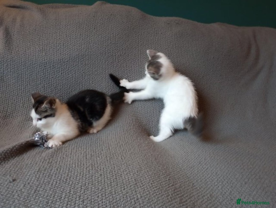 Mixed Breed cats for sale: Gorgeous Ragdoll/Chinchilla Persian kittens  - Image 9