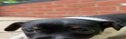 Jack Russell dogs for sale: 3 beautiful Jack Russell girls - Advert 8