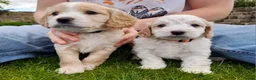 Cockapoo dogs for sale: 5 gorgeous F2 Cockapoo pups – to leave Wed 3 June in Ripon - Advert 3