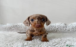 Miniature Dachshund dogs for sale: 🥰 3 cream smooth haired ready 6th November🥰  - Image 20