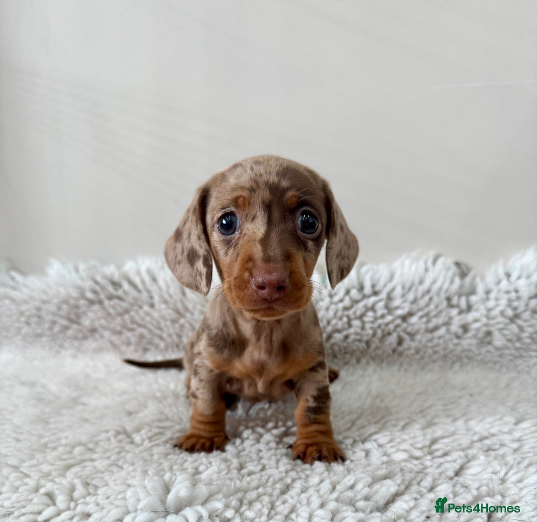 Miniature Dachshund dogs for sale: 🥰 3 cream smooth haired ready 6th November🥰  - Image 20