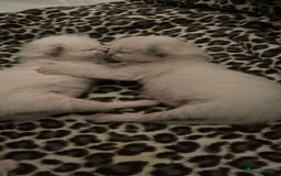 Ragdoll cats for sale: Rag doll kittens  - Image 9