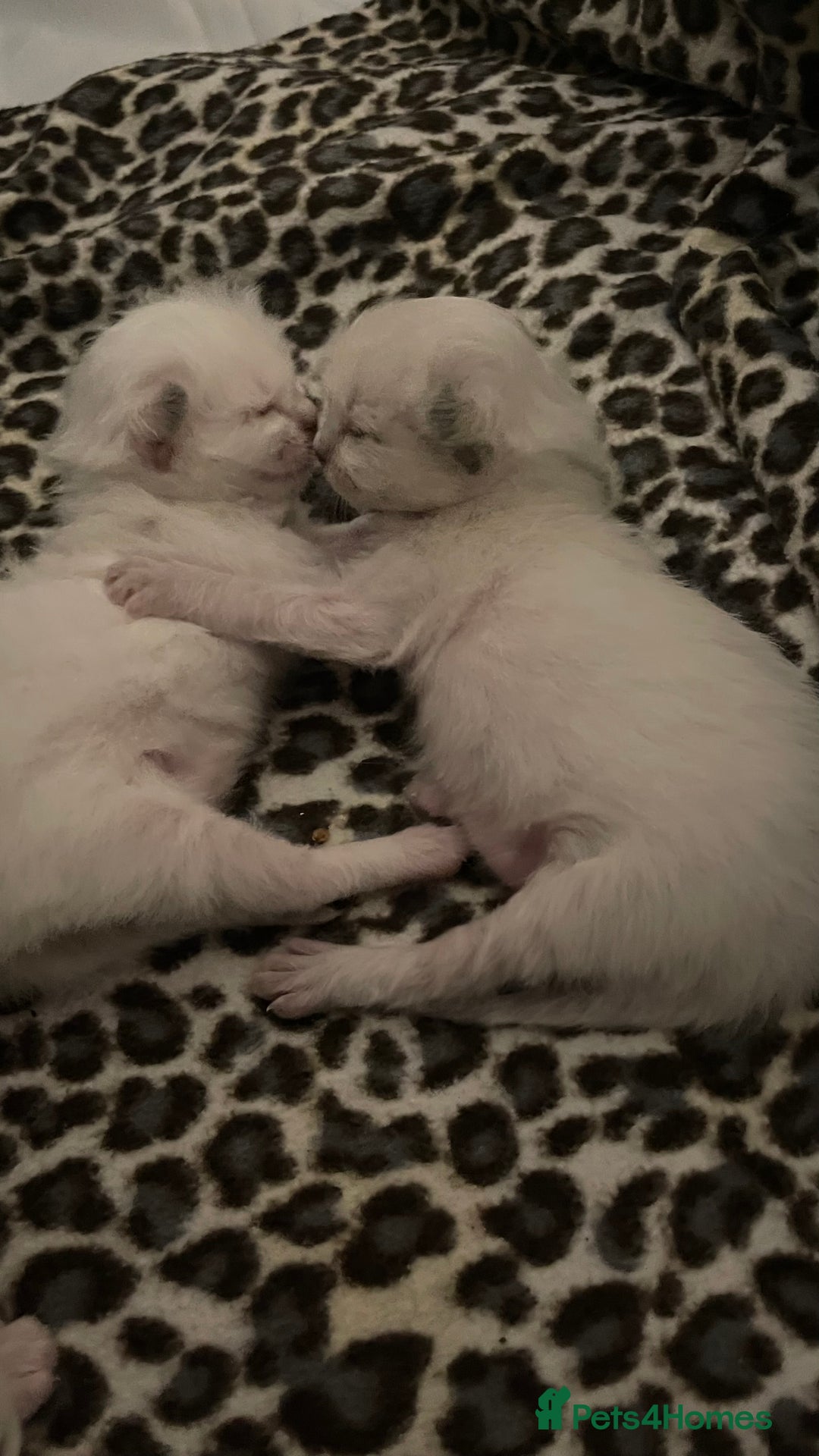 Ragdoll cats for sale: Rag doll kittens  - Image 9