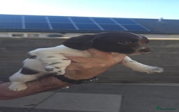 English Springer Spaniel dogs for sale: KC Working English Springer Spaniel Puppies - Image 8