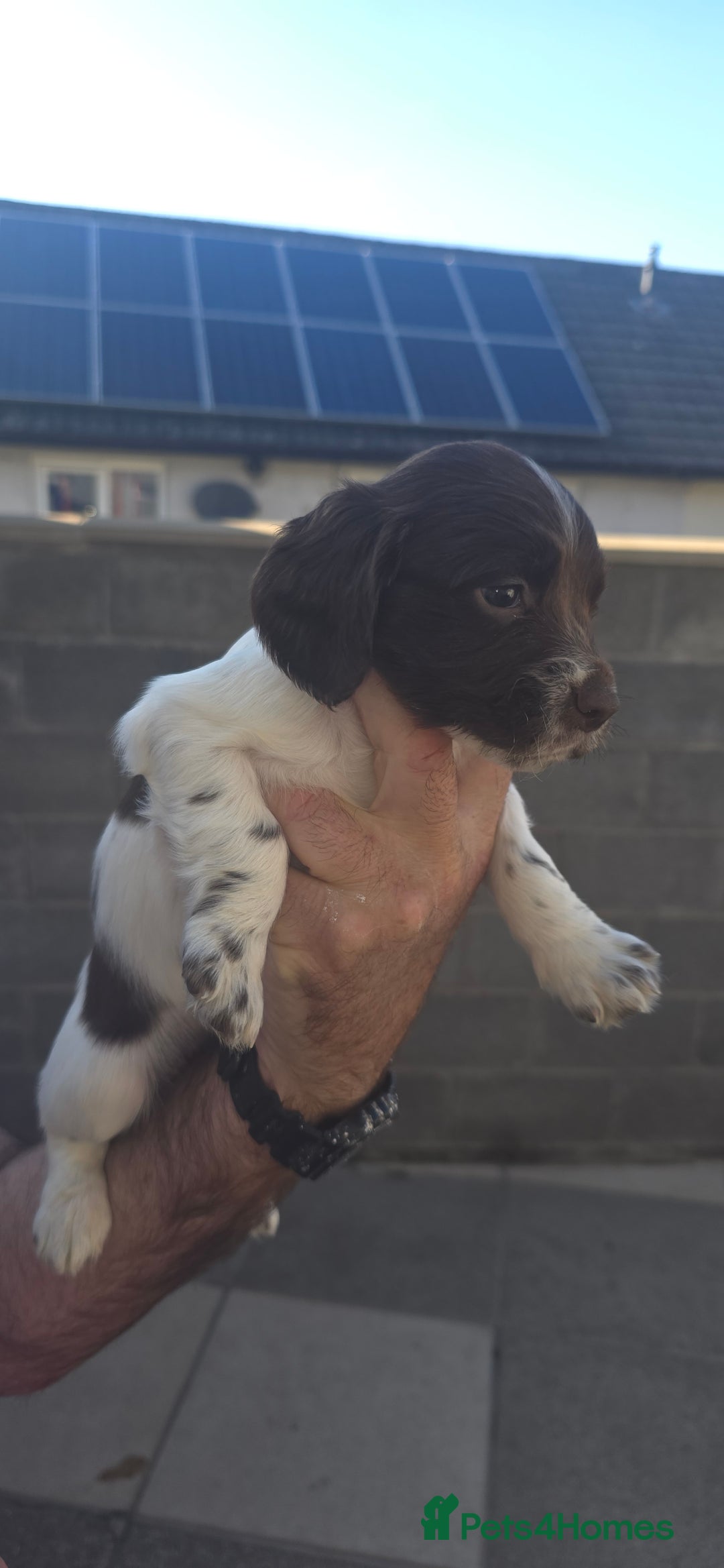 English Springer Spaniel dogs for sale: KC Working English Springer Spaniel Puppies - Image 8