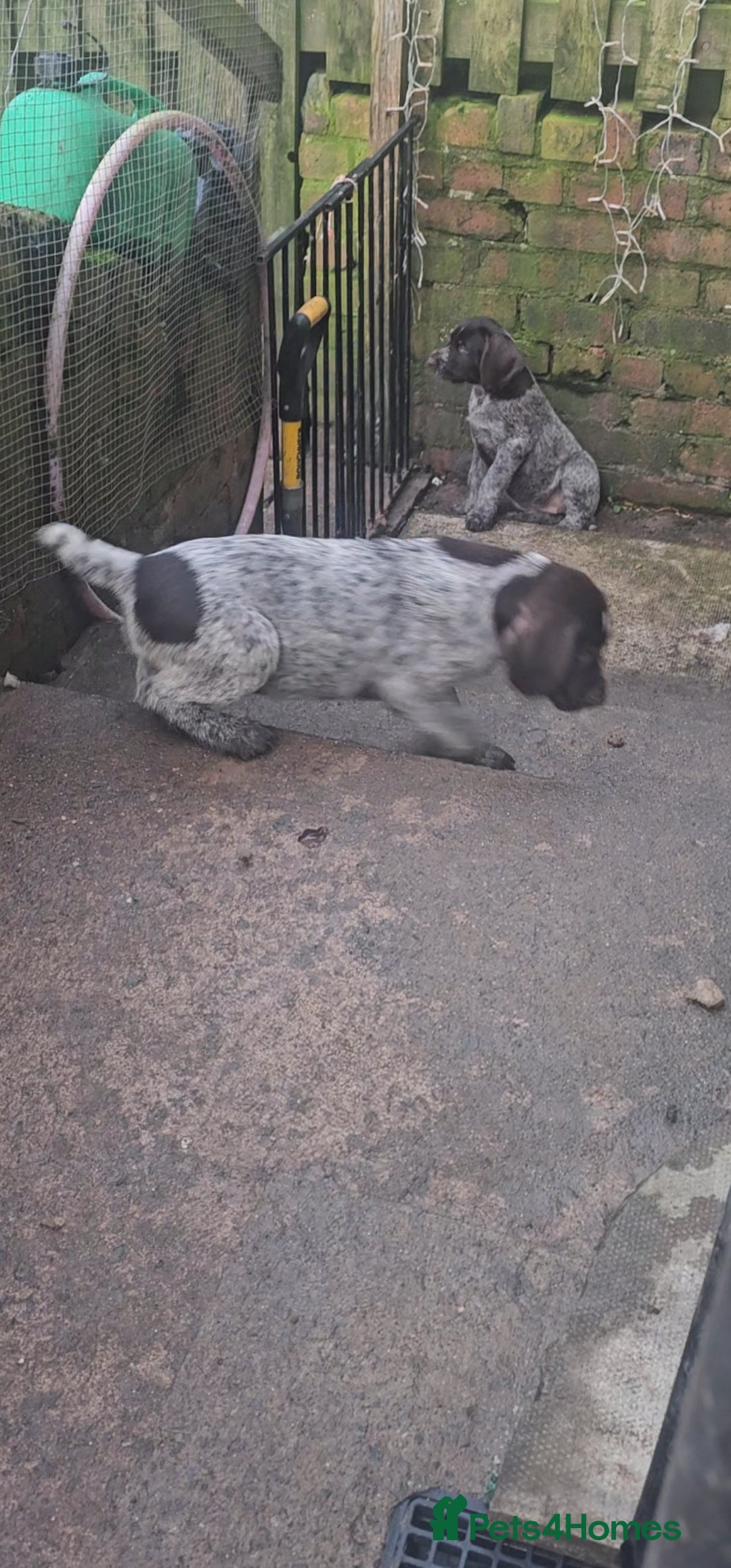 German Wirehaired Pointer dogs for sale: Female German Wirehaired pointer pup - Advert 9