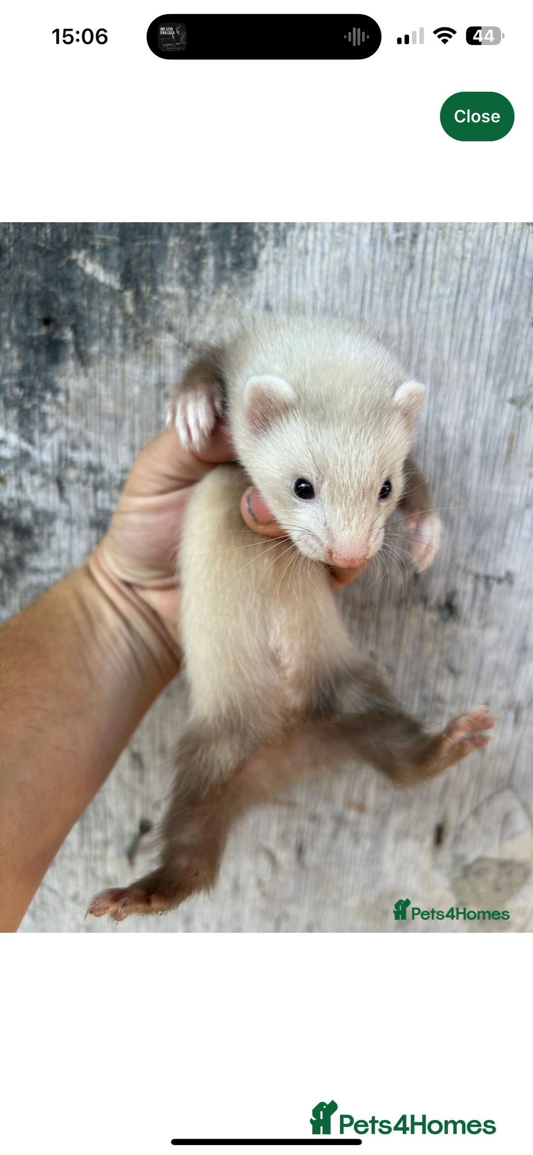 Ferret rodents for sale: Ferret  - Image 2