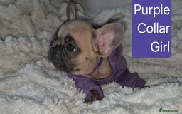 French Bulldog dogs for sale: Beautiful litter of frenchie pups - Image 13