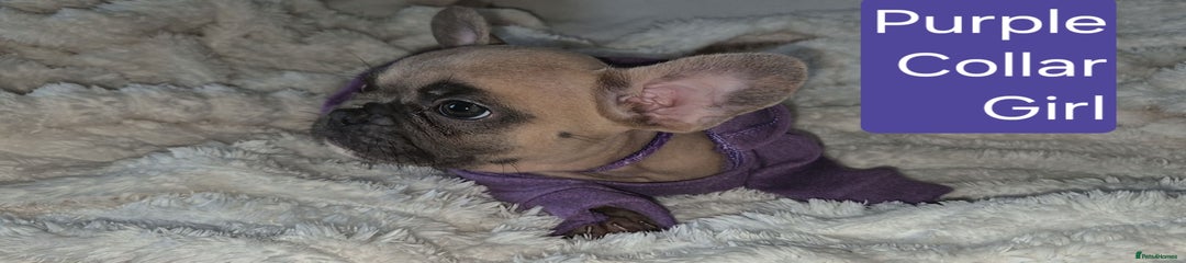 French Bulldog Puppy 6