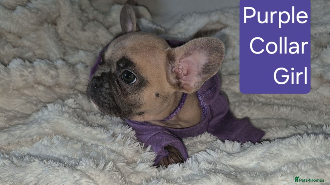 French Bulldog dogs for sale: Beautiful litter of frenchie pups - Image 13
