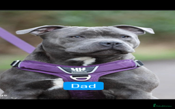 Staffordshire Bull Terrier dogs for sale: Blue Staffordshire bull terrier  - Image 33