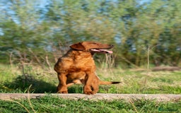 Labrador Retriever dogs for stud: FULLY HEALTH TESTED DARK RED STUD in Tadcaster - Image 14