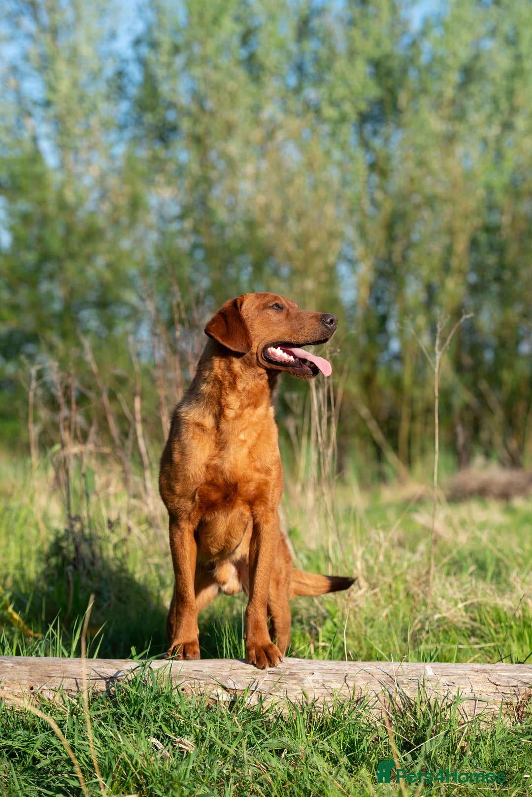 Labrador Retriever dogs for stud: FULLY HEALTH TESTED DARK RED STUD in Tadcaster - Image 14