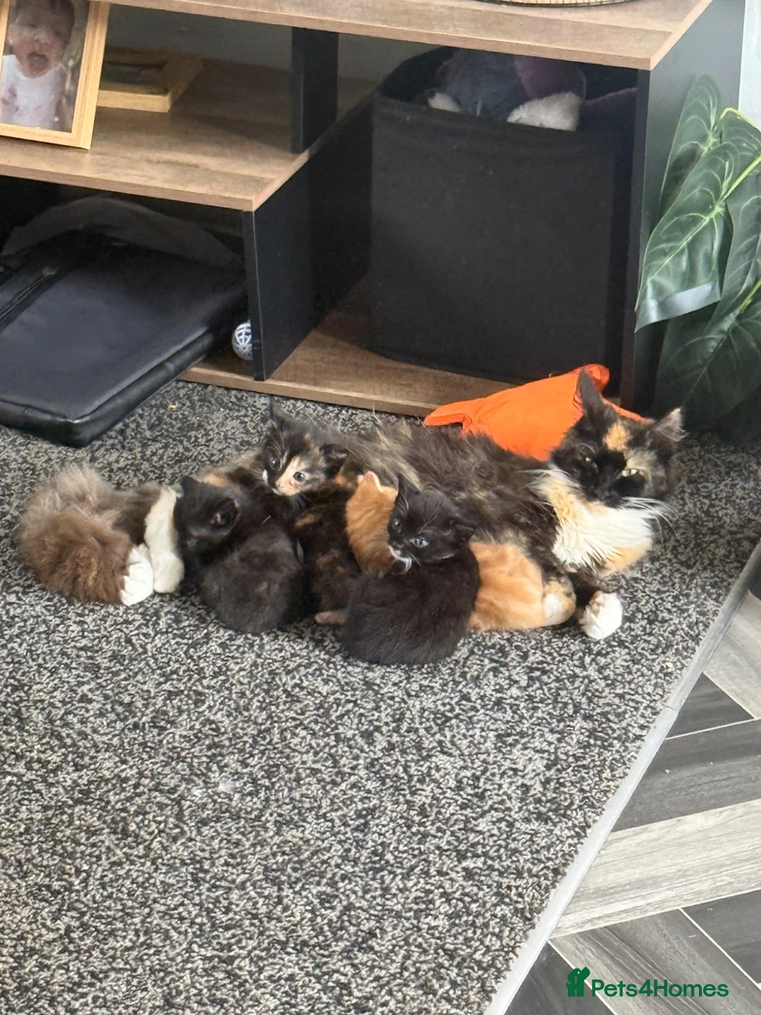 Maine Coon cats for sale: Maine coon mix  - Advert 9