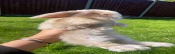 Mini Lop rabbits for sale: 4 beautiful mini lop girls - Advert 4