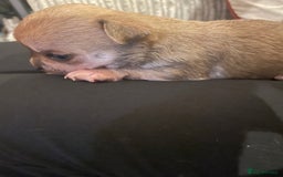 Chihuahua dogs for sale: Brother and sister Chihuahua - Advert 18