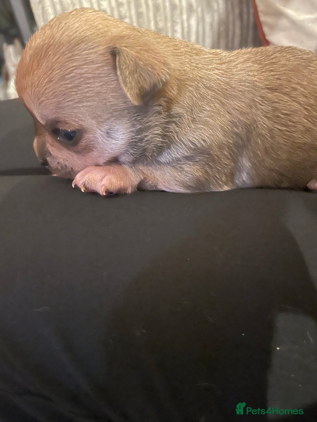 Chihuahua dogs for sale: Brother and sister Chihuahua - Advert 18