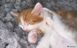 Bengal cats for sale: Kittens for sale - 2 girls, 3 boys ready this week - Image 8