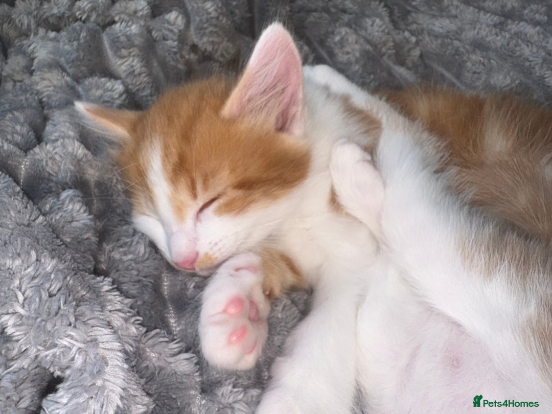 Bengal cats for sale: Kittens for sale - 2 girls, 3 boys ready this week - Image 8