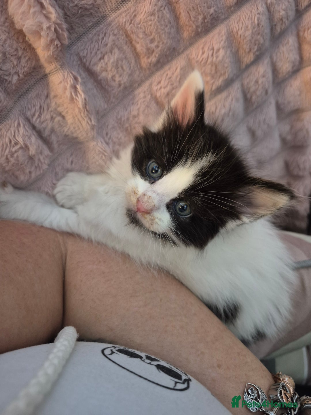 Maine Coon cats for sale: Last little Maine Coon Floof - Advert 9