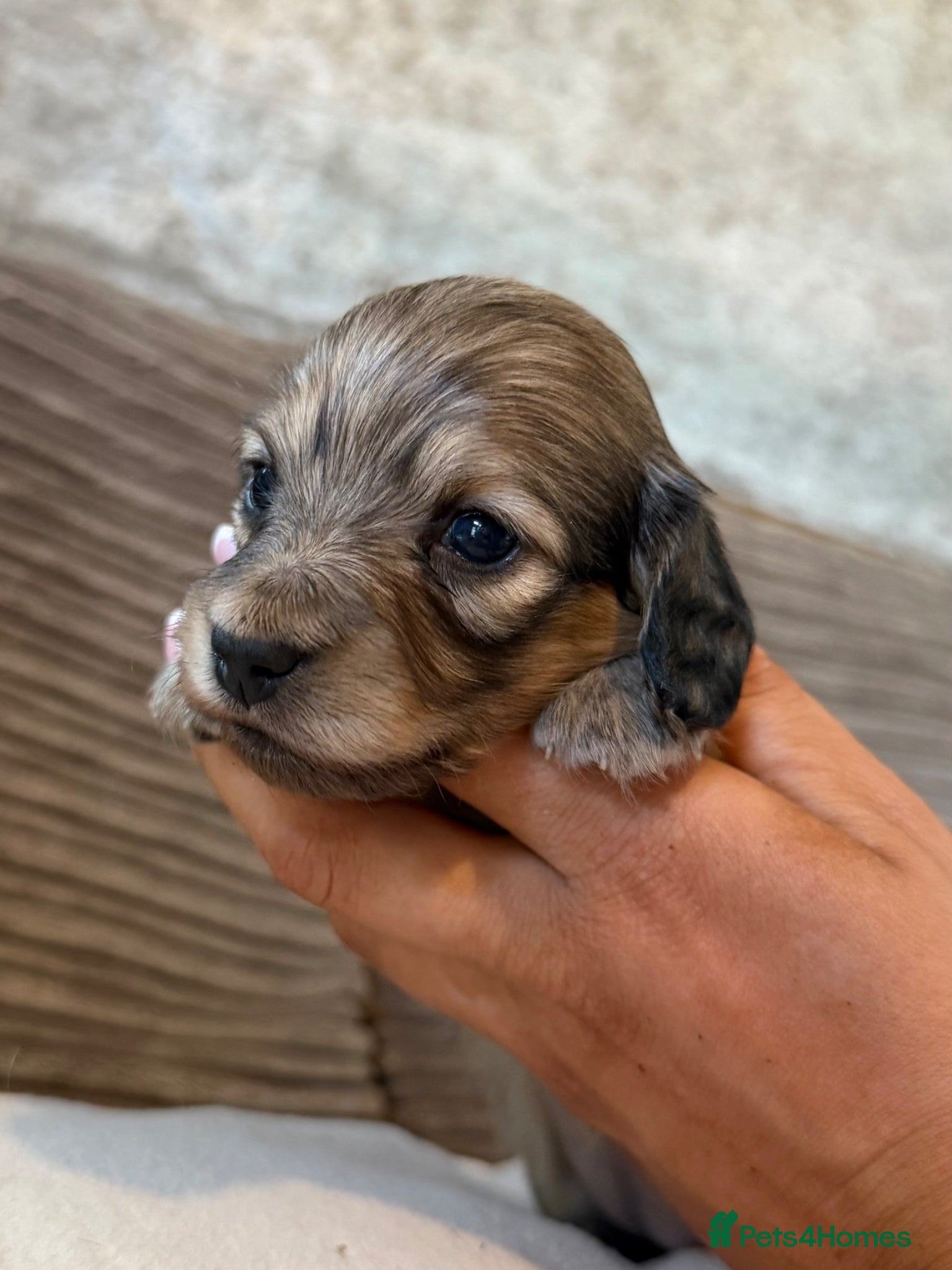 Miniature Dachshund dogs for sale: Miniature longhaired dachshunds  - Advert 5