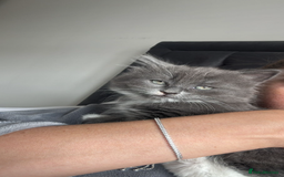 Ragdoll cats for sale: 1 ragdoll kitten & 1 black short hair  - Advert 2