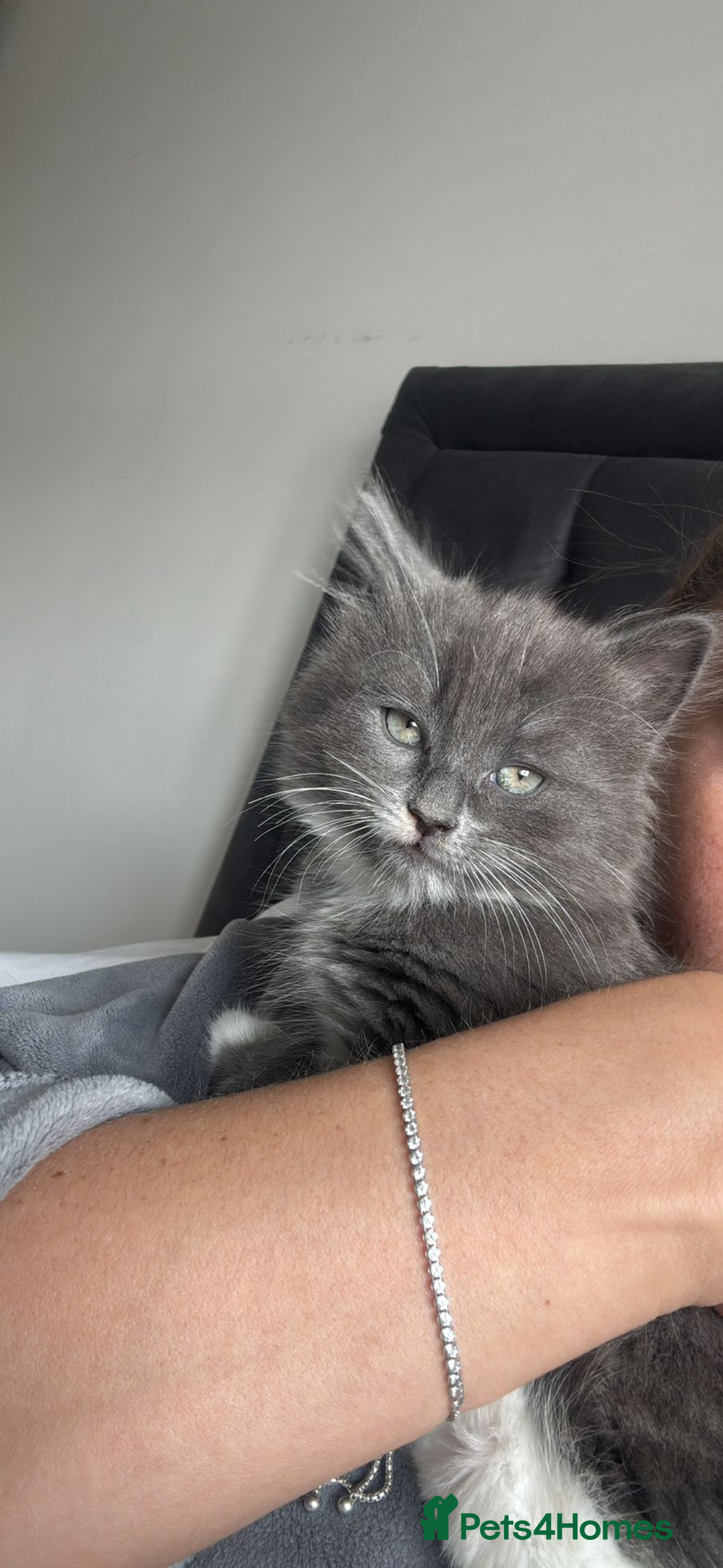 Ragdoll cats for sale: 1 ragdoll kitten & 1 black short hair  - Advert 2