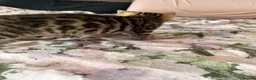Bengal cats for sale: Beautiful bengal kittens 🐾🐾🐾 - Advert 5
