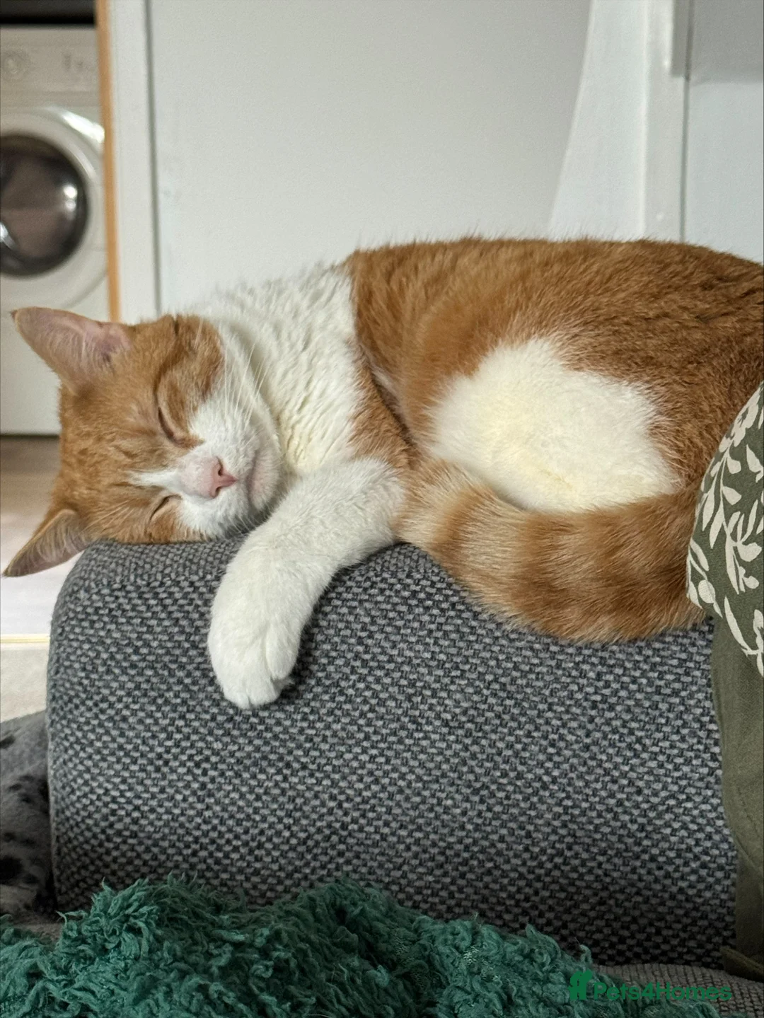 Mixed Breed cats for sale: 2x cats for Sale PLEASE READ DESCRIPTION!!!! - Advert 2