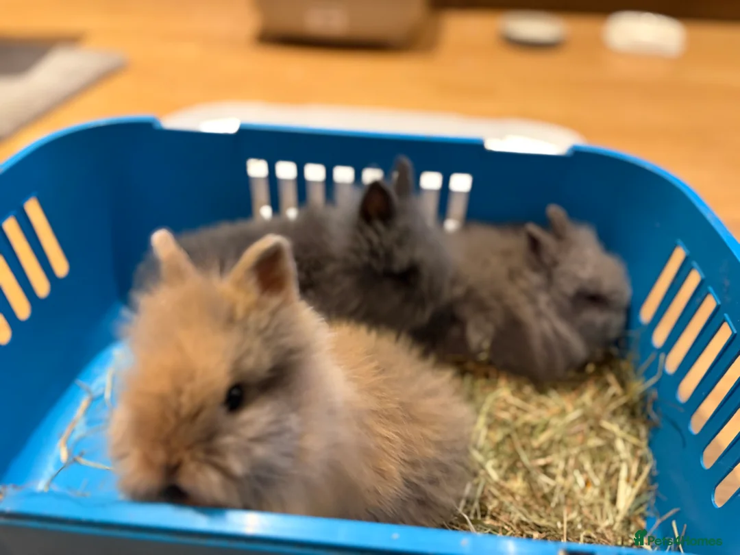 Lionhead rabbits for sale: Double mane lion head baby’s for sale  - Advert 16