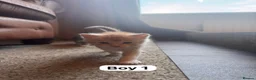Maine Coon cats for sale: Maine Coon Cross Kittens in Turriff - Advert 3