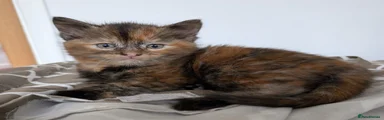 Mixed Breed Kitten 4