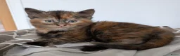 Mixed Breed cats for sale: Gorgeous kittens - Advert 2