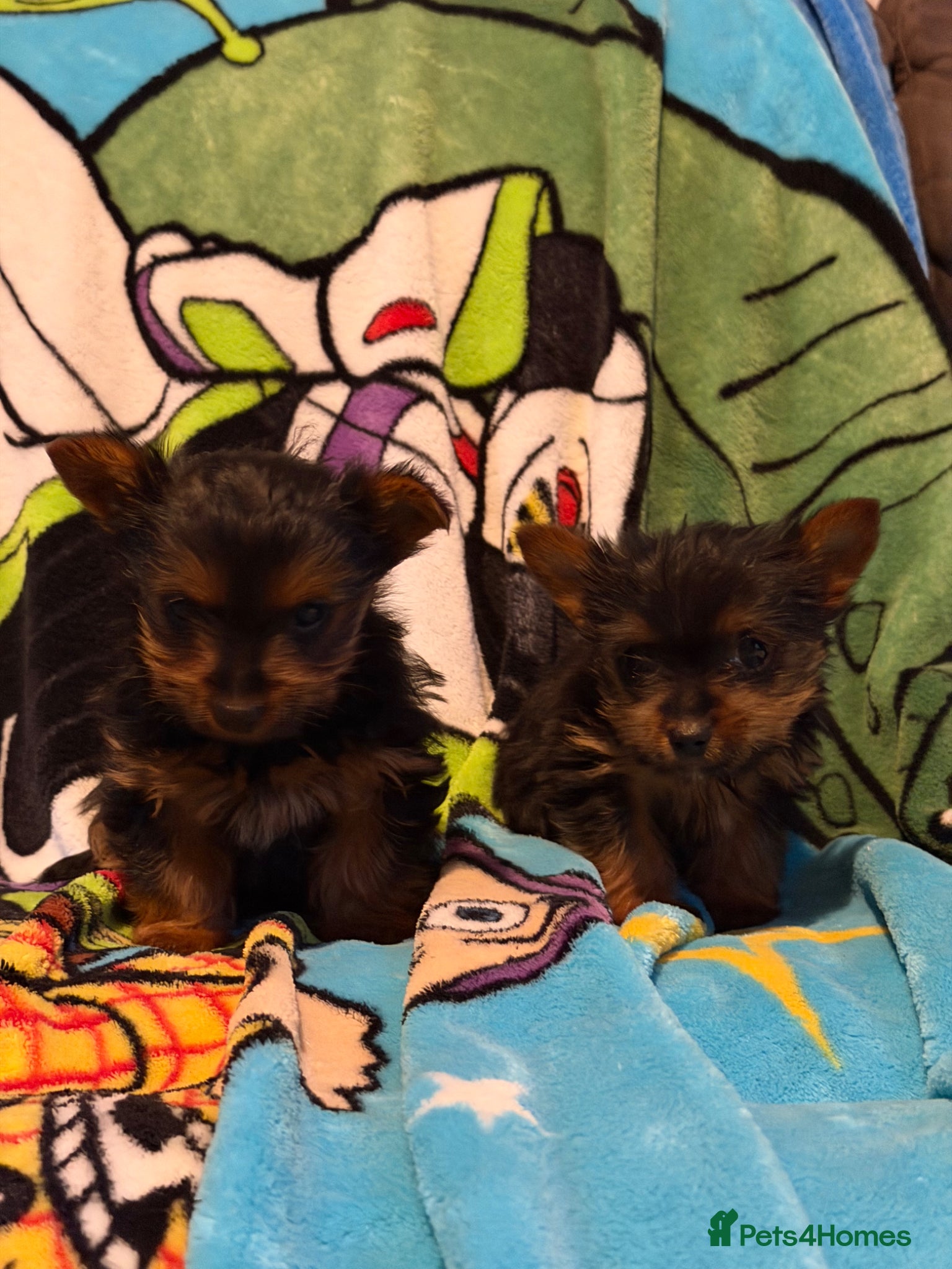 Yorkshire Terrier dogs for sale: yorkshire terrier puppies  in Leicester - Advert 5