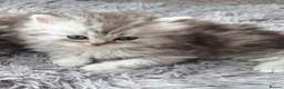 Persian cats for sale: Persian chinchilla kittens  - Advert 4