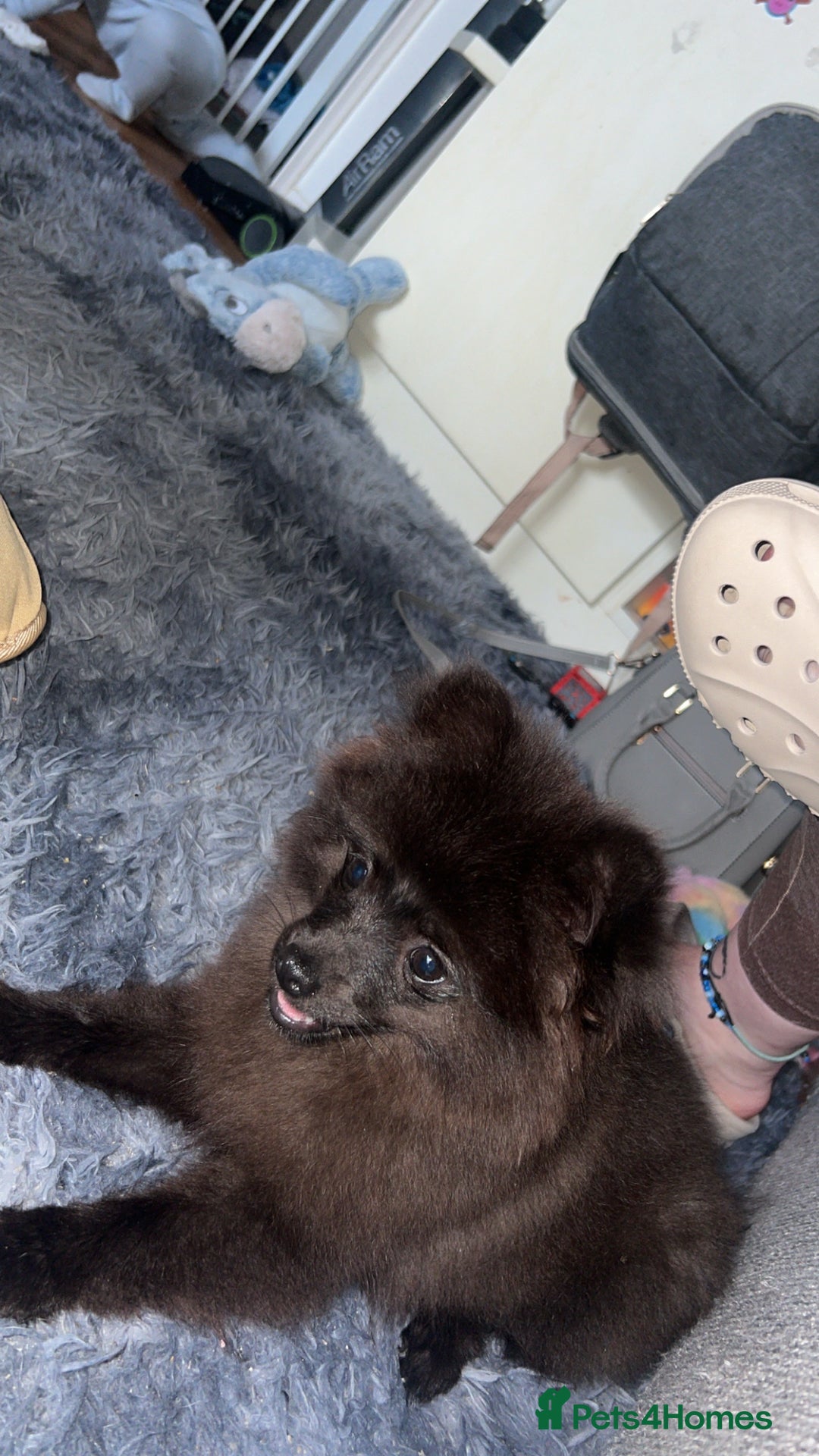 Pomeranian dogs for sale: Pomeranian looking for new home  - Advert 5