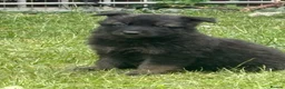German Shepherd dogs for sale: German shepherd puppies READY NOW - Advert 18