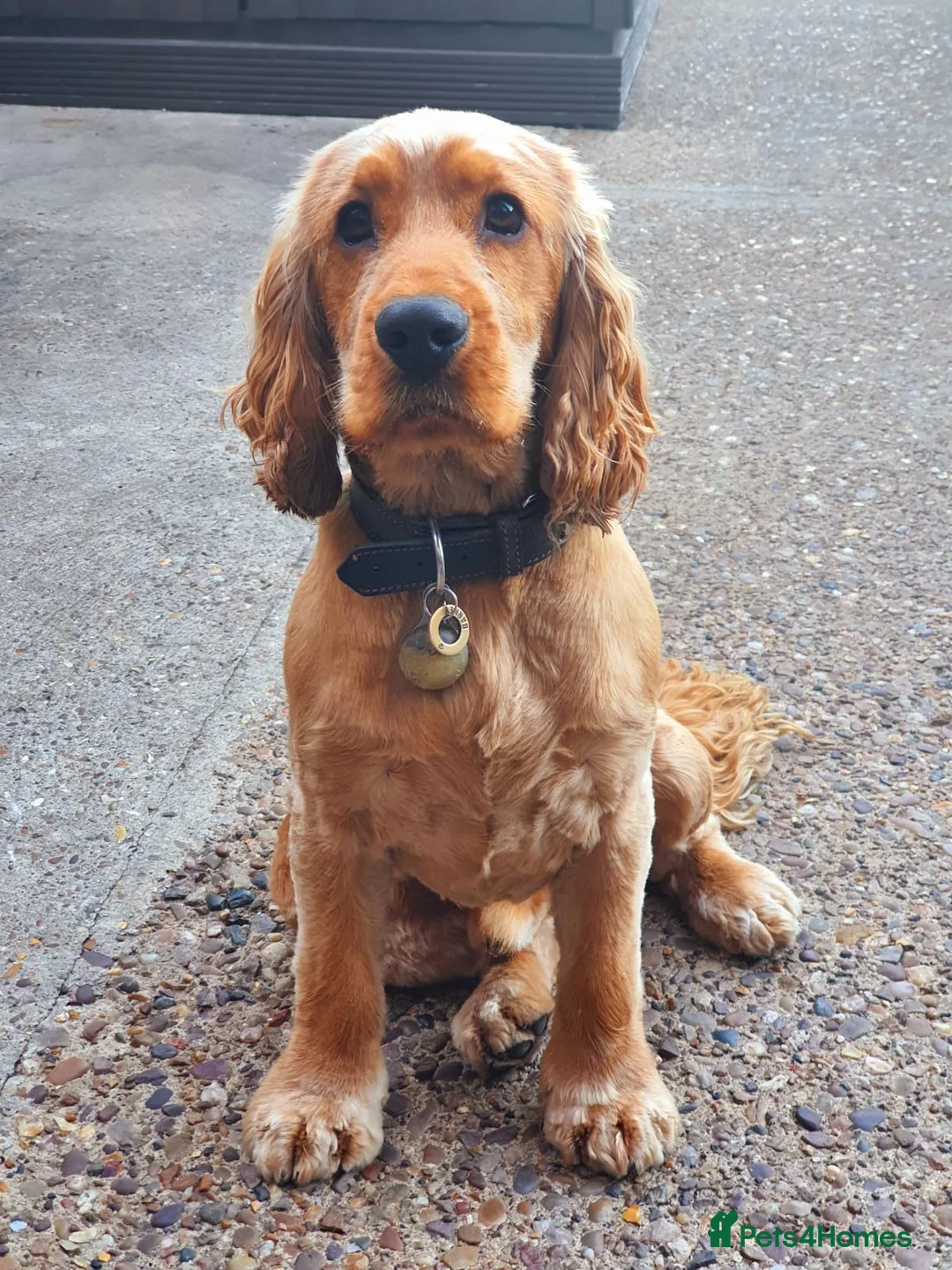 Cocker Spaniel dogs for stud: Show  cocker spaniel STUD in Lincoln - Advert 4