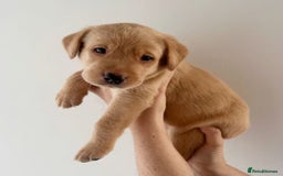 Labrador Retriever dogs for sale: Labrador Retriever Puppies - Image 4