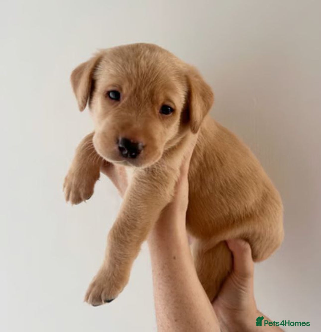 Labrador Retriever dogs for sale: Labrador Retriever Puppies - Image 4