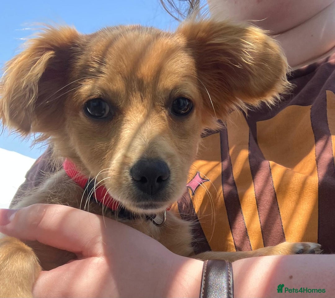 Mixed Breed dogs for adoption: Little (Tiny) Lady - Image 23