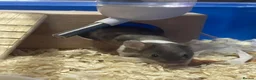 Mouse rodents for sale: 2 female mice  in Birmingham - Advert 8