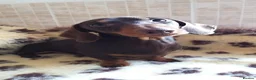 Miniature Dachshund dogs for stud: Shantallah what a lark around Debbiejay  - Advert 3