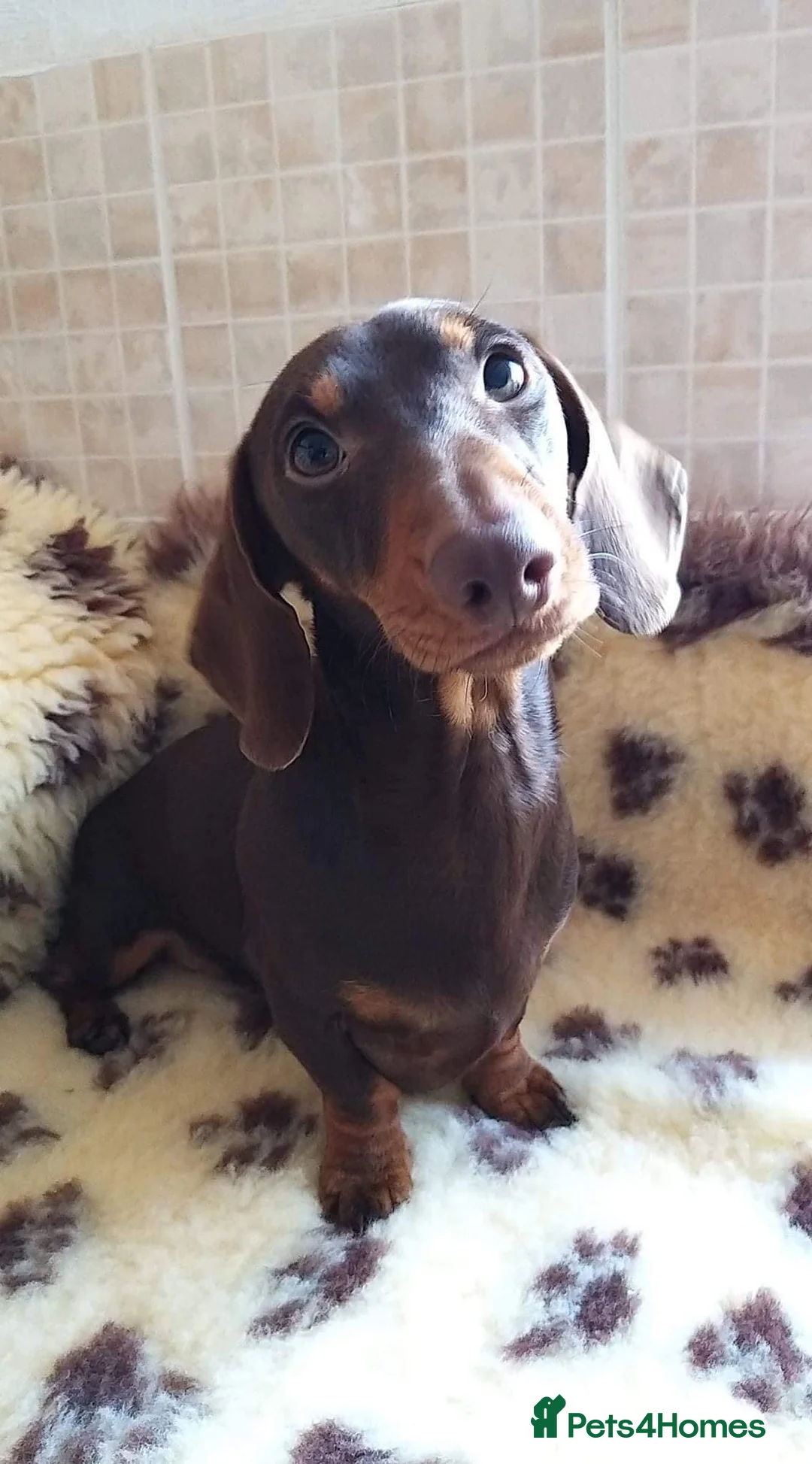 Miniature Dachshund dogs for stud: Shantallah what a lark around Debbiejay  - Advert 3
