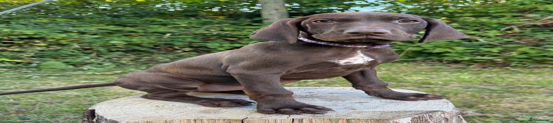 German Shorthaired Pointer Puppy 2