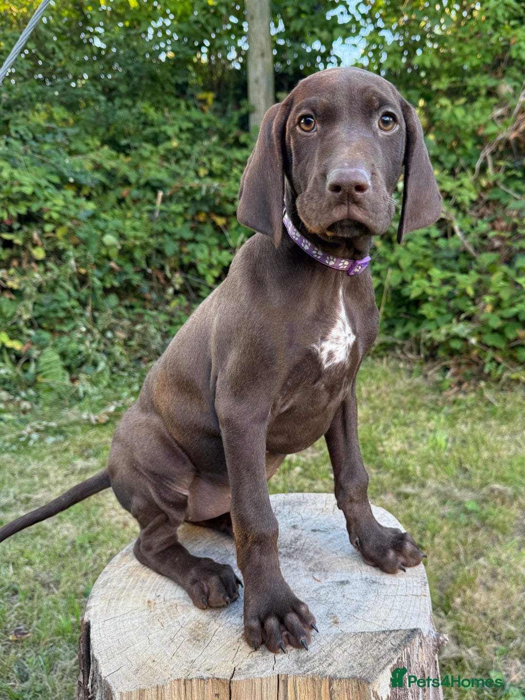 German Shorthaired Pointer dogs for sale: KC Reg GSP Pups Health Tested parents. DNA Tested  - Image 2