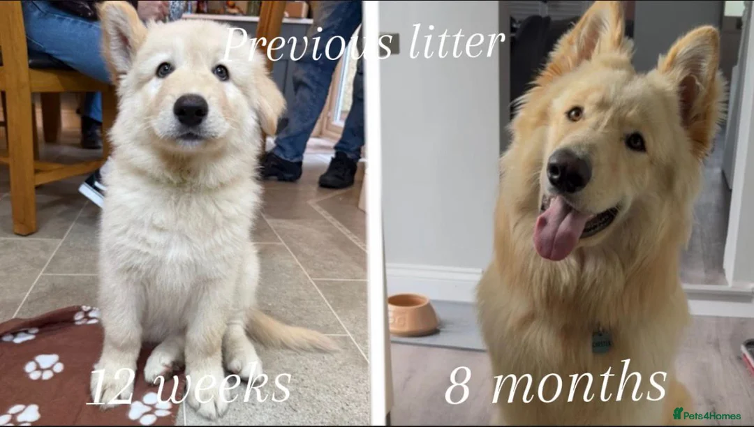 Mixed Breed dogs for sale: Northern Inuit X gsd pups - Advert 13