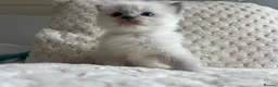 Ragdoll cats for sale: Ragdoll kittens ready September  - Advert 16