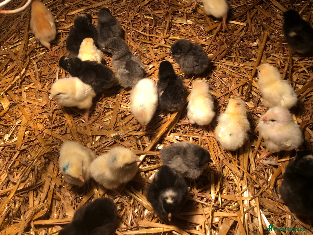 Chickens poultry for sale: Sexed pullet chicks. Blue, brown, white layer  - Advert 19